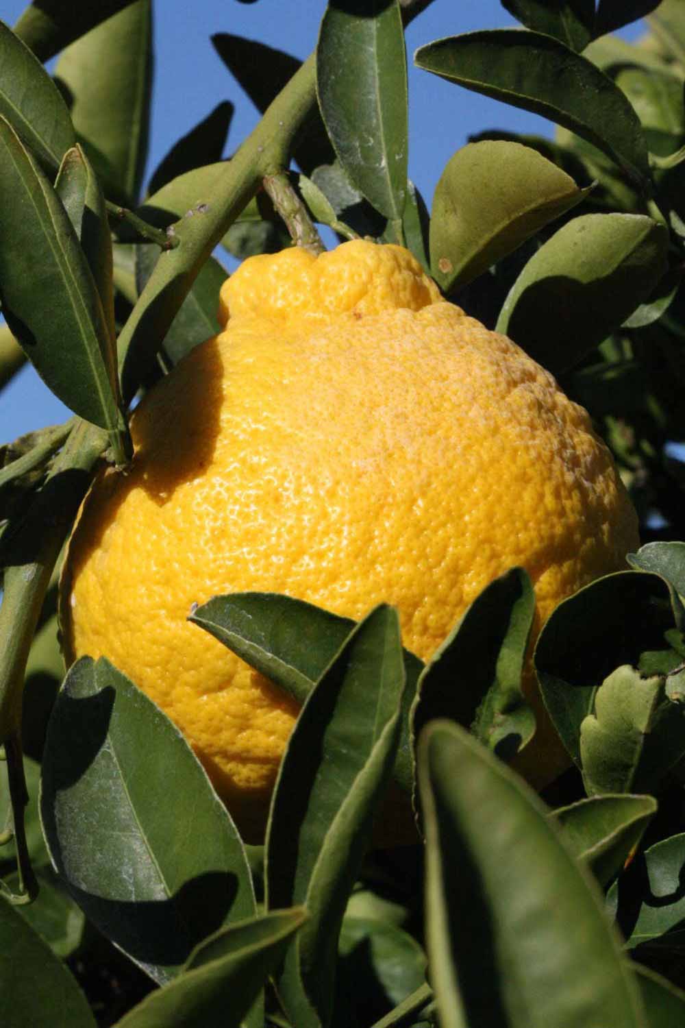              Fruit (Riverside, CA)       